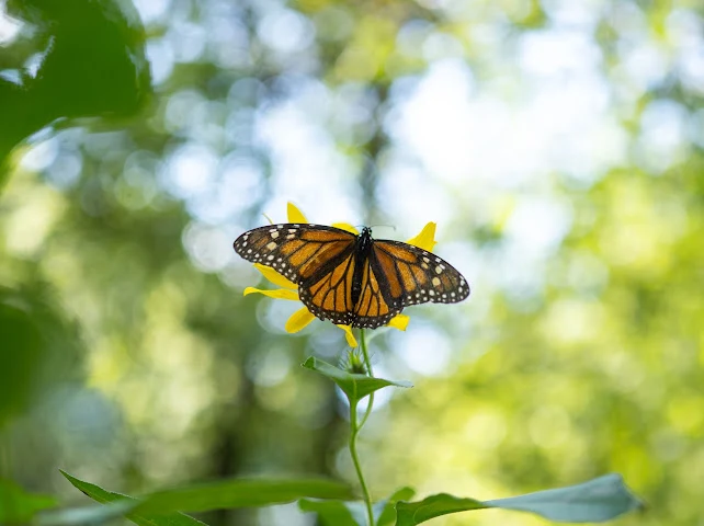 A monarch butterfly with its wings spread on a yellow flower